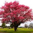 /album/flowering-trees/red-glowering-dogwood-jpg/